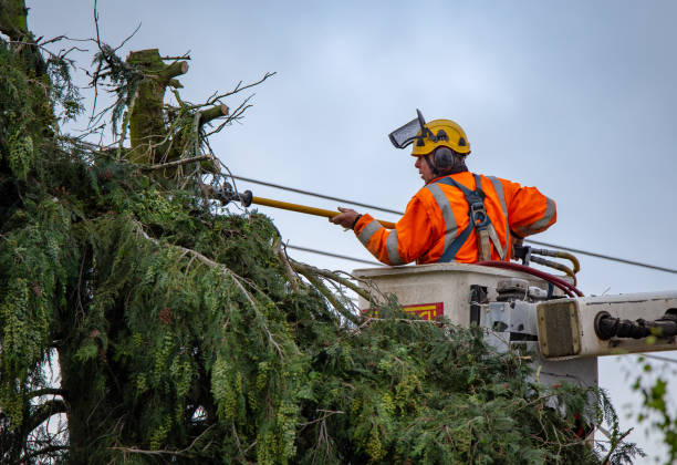 How Our Tree Care Process Works  in  Walnut, CA