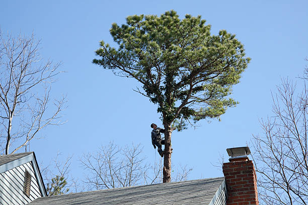 Best Arborist Consultation Services  in Walnut, CA